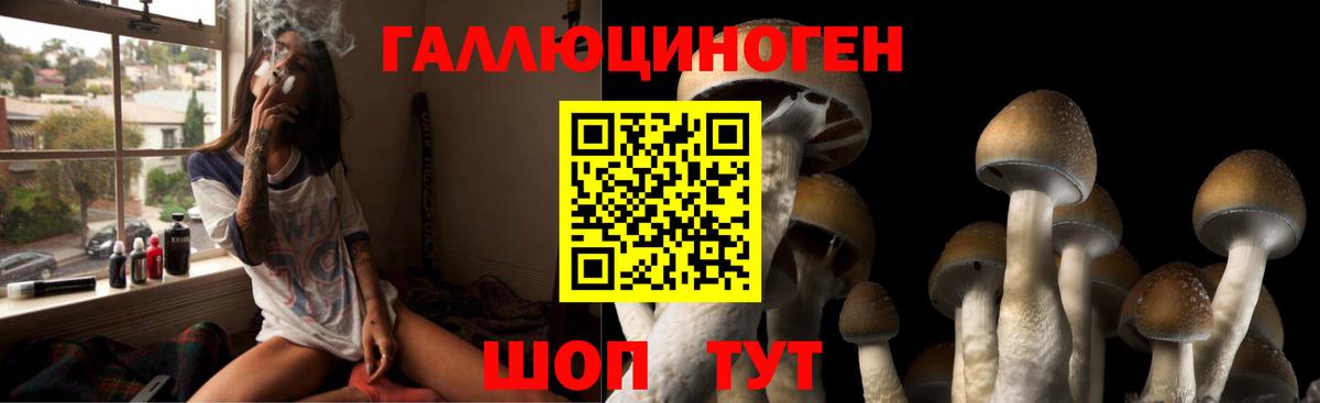 Галлюциногенные грибы Psilocybe Братск